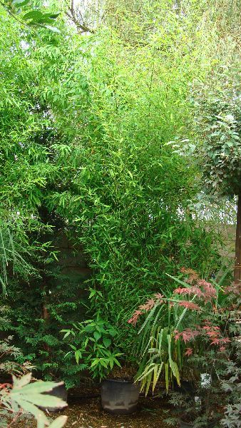 Phyllostachys Aurea Bamboo, Clump Forming Bamboos to buy UK