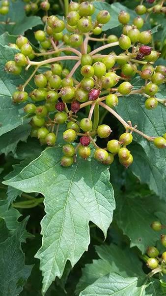 The Guelder Rose showing berries, for sale online UK