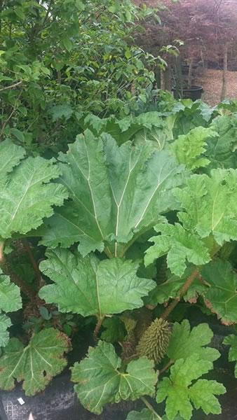 Gunnera Manicata plants to buy online UK