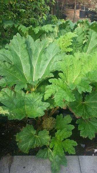 Gunnera Manicata plants to buy online UK