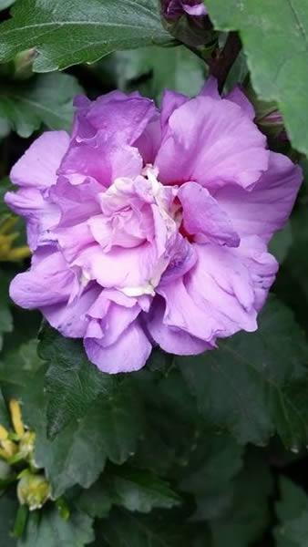 Pink flowering Hibiscus to buy online, London UK