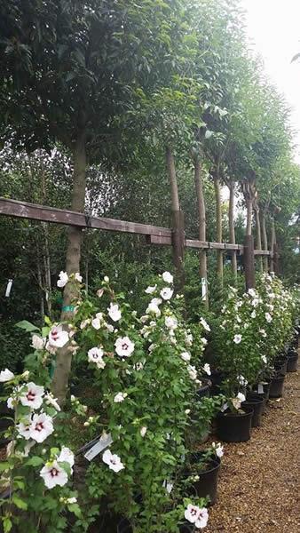 Hibiscus White flowering shrub - underplanted, buy online UK