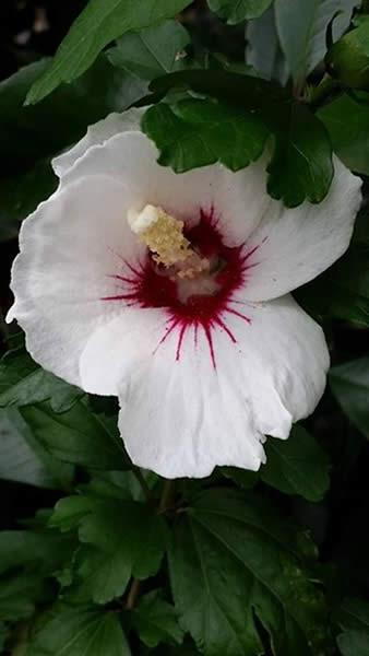 Hibiscus flowering shrubs buy online UK plant centre