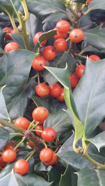 Holly topiary trees to buy online, London garden centre, UK delivery