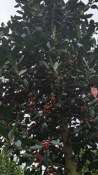 Mature Holly Trees for screening