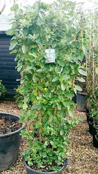 Honeysuckle climbing shrub for sale at our North London plant centre, UK