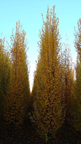 Fastigiate Hornbeam in autumn, mature trees for sale online from our UK plant centre