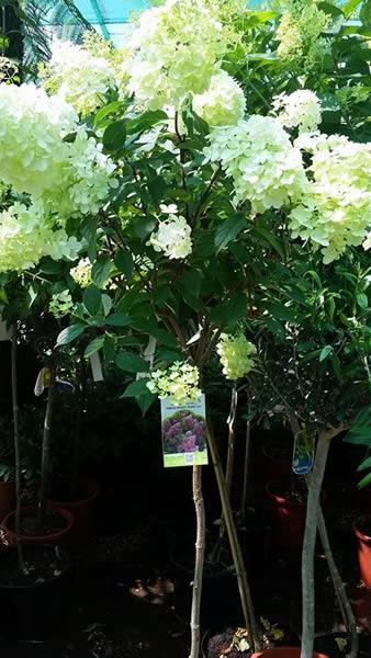 Hydrangea Full Standard trees for sale online from Paramount Plants centre in London UK