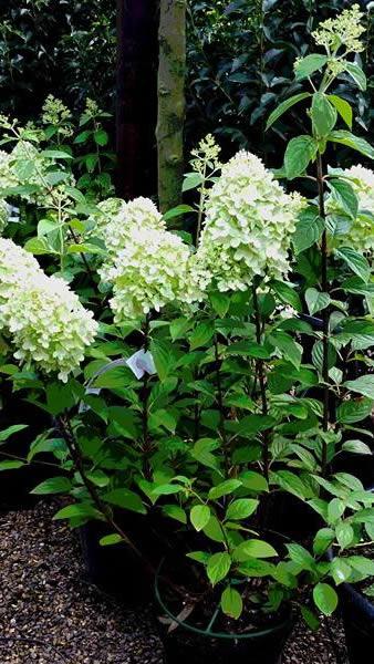 Hydrangea Limelight flowering shrub to buy online with UK delivery