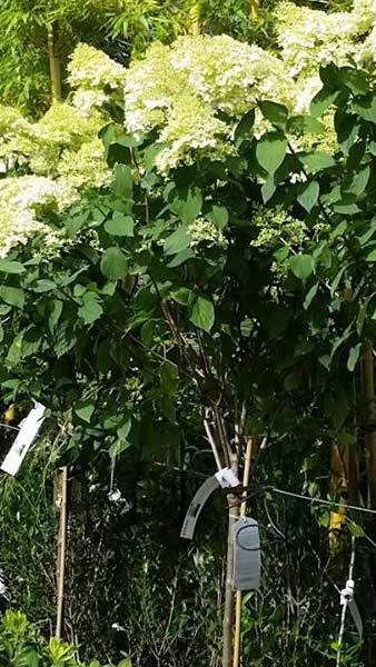 Half Standard Hydrangea trees for sale at our London plant centre, UK
