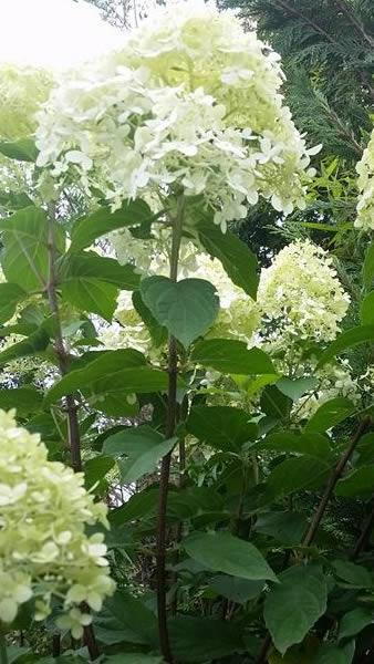 Close up of Hydrangea Limelight tree form, Half Standard trees in bloom, July flowering, buy online UK