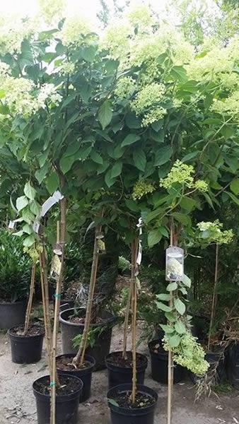 Hydrangea Trees Half Standard for sale at Paramount Plants, London UK