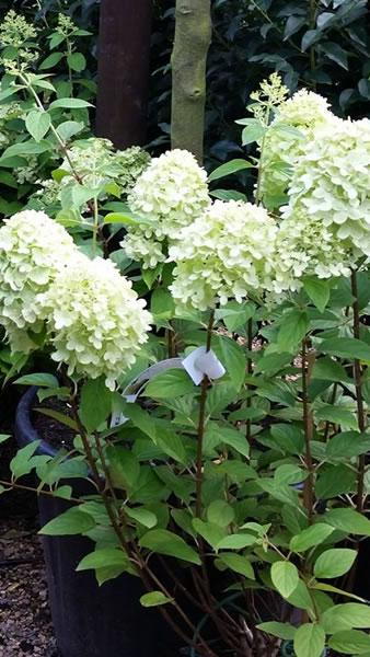 Hydrangea Paniculata Limelight variety - in flower