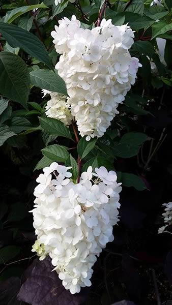 Hydrangea Paniculata - flowering hydrangeas for sale UK