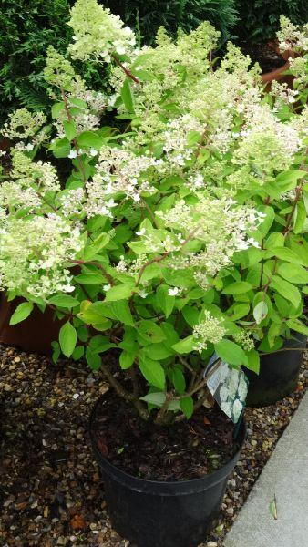 Hydrangea Paniculata Grandiflora flowering shrubs for sale online UK