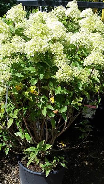 Hydrangea Little Lime, compact variety for sale online UK