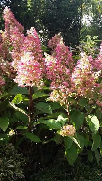 Hydrangea Pinky Winky bush, flowering in autumn, for sale online UK
