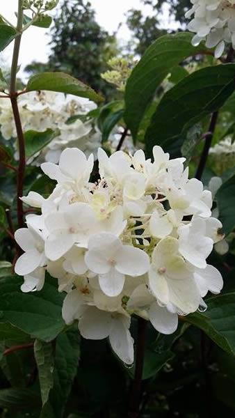 Hydrangea Paniculata Shrubs for sale in London UK