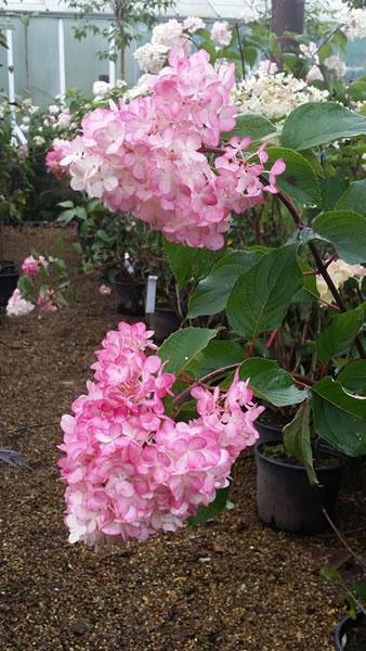 Hydrangea Paniculata - specialist nursery many varieties to buy online UK