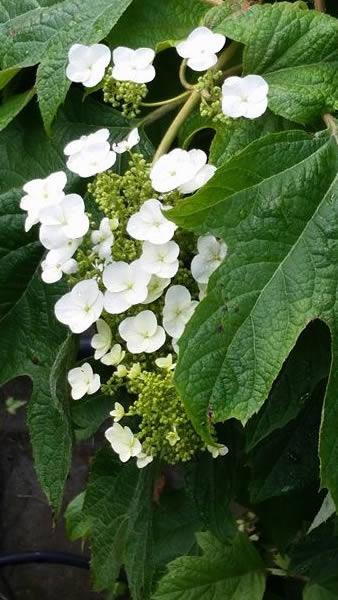 Hydrangea Specialist plant centre, London UK