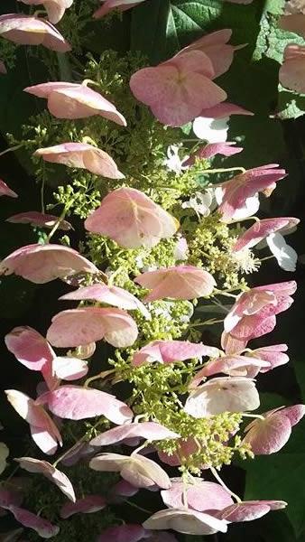 Hydrangea Quercifolia shrubs for sale online, UK
