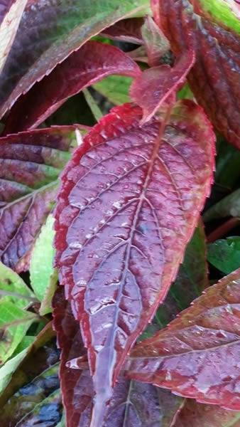 Hydrangea Serrata Bluebird autumn foliage, buy Hydrangeas online, UK