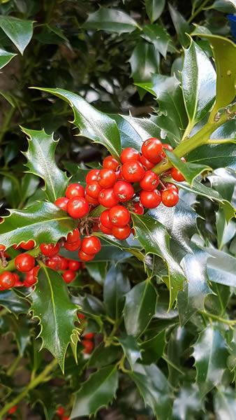 Ilex Aquifolium Holly - red berries in Autumn. Great for hedging, berries are loved by wildlife. Buy holly hedging UK