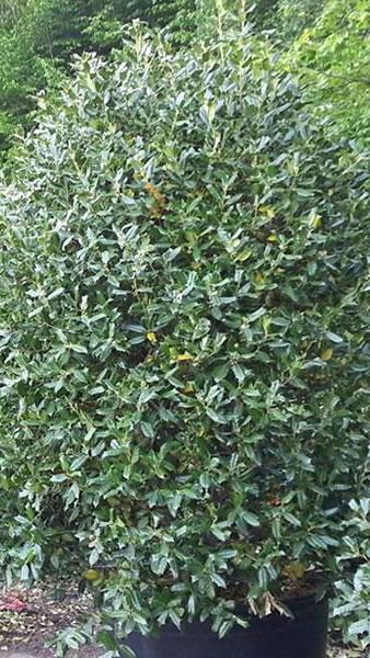 Ilex Aquifolium for sale UK