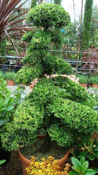 Ilex Crenata Cloud Tree