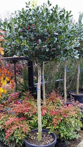 Ilex Aquifolium holly topiary trees for sale at our London garden centre, UK