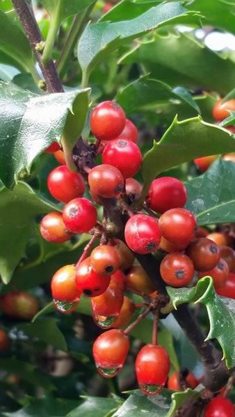 Ilex Meserveae Blue Prince holly berries at our London garden centre, UK