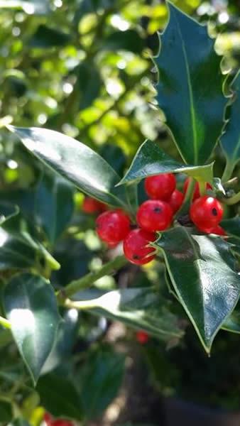 Topiary Holly trees with bright red autumn berries, buy from Paramount in Crews Hilll, London UK