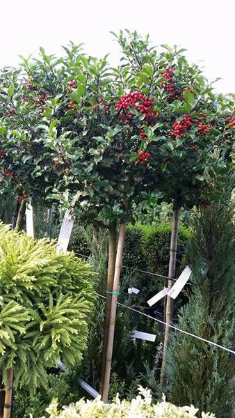Japanese Holly with berries - topiary lollipop tree for sale UK delivery