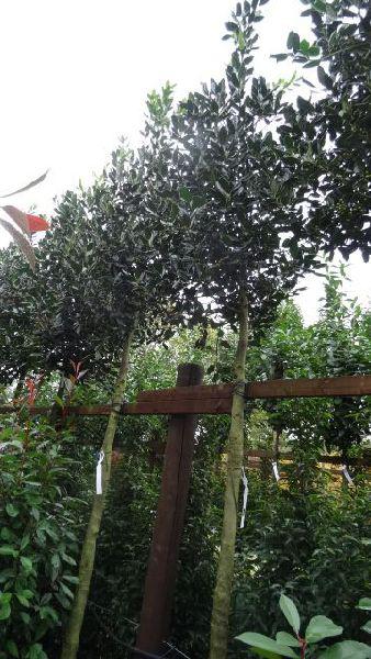 Full Standard Holly Trees for above fence screening