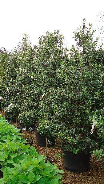 Ilex Nellie Stevens, Hollies UK