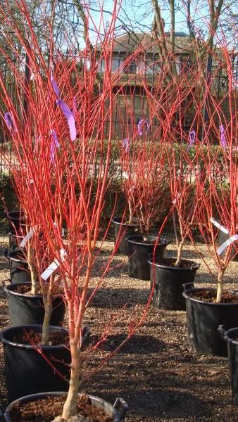 Japanese Acer Sango Kaku for sale online UK