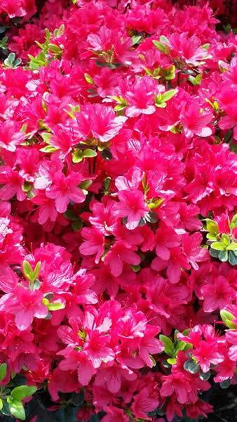 Japanese evergreen Azalea Hino Crimson for sale online, UK