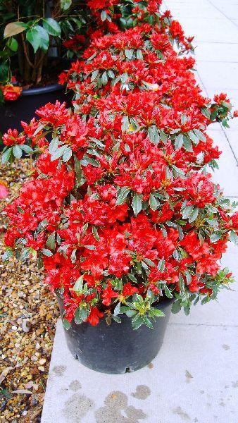 Japanese Azaleas, Flowering Shrubs, UK