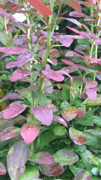 Japanese Barberry foliage, lovely red and purple leaf colouring. These shrubs for sale online, UK delivery