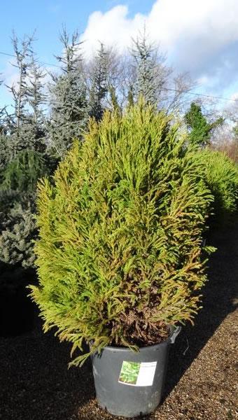 Japanese Cedar Tree for sale at our North London garden centre