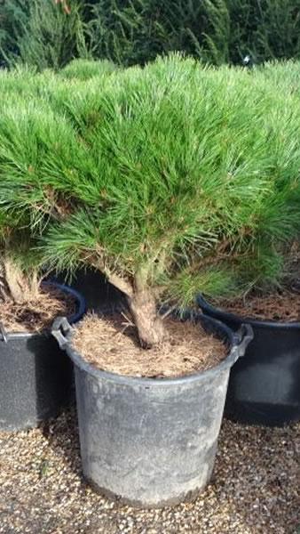 Japanese Red Pine trees for sale in UK