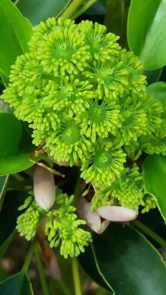 Japanese Wheel Tree Flowering at our London plant centre, buy online UK