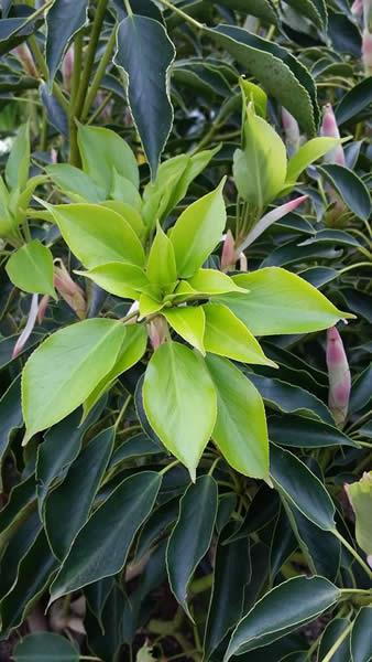 Japanese Wheel Tree foliage detail, buy these trees online UK