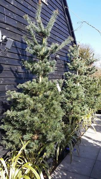 Tempelhof Japanese White Pine trees for sale online at Conifer specialist nursery London UK