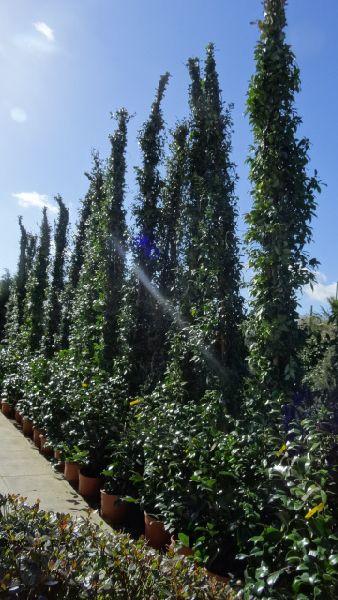 3.5-4m height Evergreen star jasmine - for sale at our London garden centre & online. 
