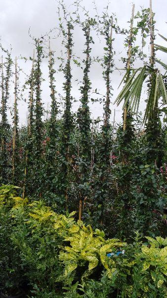 Jasmine plants tall, Evergreen Climbers
