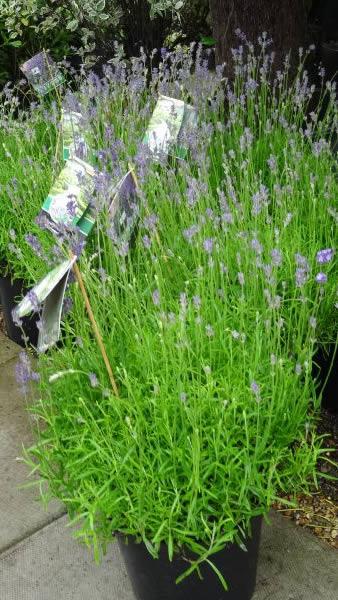 Large lavender plants for sale online UK