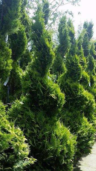 Lawsoniana Ivonne topiary spiral trees for sale online at Paramount Plants UK