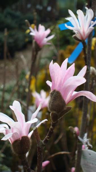 Magnolia Leonard Messel for sale at our London garden nursery, UK