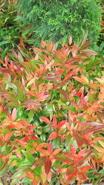 Leucothoe or switch ivy for sale UK